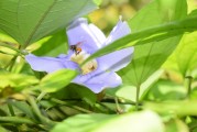 夢(mèng)到養(yǎng)烏龜，寓意與感悟，夢(mèng)到養(yǎng)烏龜，寓意與心靈感悟