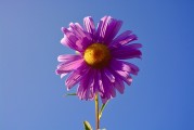 牡丹花園游戲注冊攻略，輕松入門，暢游花海！暢游牡丹花海，輕松注冊攻略，入門必備！