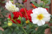 夢(mèng)中的紅豆，一段心靈的旅程，夢(mèng)中的紅豆，心靈之旅程的象征