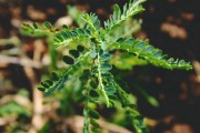 夢(mèng)到一群蛇的寓意與解讀，夢(mèng)到一群蛇的寓意與解析