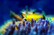 夢中的魚之海，一場與小魚的奇妙邂逅，夢中之海，與小魚的奇妙邂逅
