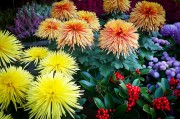 橙光游戲免費(fèi)獲得鮮花，一次意想不到的驚喜體驗(yàn)，橙光游戲中的鮮花交易，一次意想不到的游戲驚喜體驗(yàn)