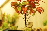 孕婦夢(mèng)到下雨，寓意與解讀，孕婦夢(mèng)到下雨的寓意與解讀
