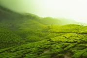 普洱新聞，茶都新篇，綠色發(fā)展引領(lǐng)未來，普洱綠色發(fā)展，茶都新篇，引領(lǐng)未來新風(fēng)尚
