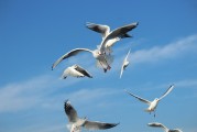 夢(mèng)中的飛翔之鳥，夢(mèng)中的飛翔之鳥，追尋心靈的自由