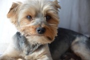 如何輕松注冊CKU，開啟你的犬類生涯，輕松開啟犬類生涯，CKU注冊指南