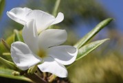 夢(mèng)到種花，生命之花的啟示，夢(mèng)種生命之花，啟示與成長之旅