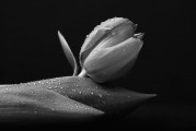 夢(mèng)中的白色老鼠，神秘之夢(mèng)的解讀