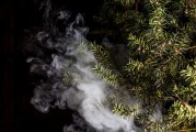 蒸汽朋克風格的植物大戰(zhàn)僵尸，植物刺客，一款無需付費的游戲，蒸汽朋克植物戰(zhàn)爭僵尸，免費游戲帶你體驗末日生存