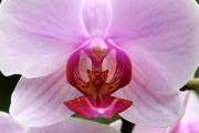 探索蘭花的世界，一款包含蘭花種類的免費(fèi)游戲下載，蘭花世界，探索和解鎖蘭花的高清游戲下載