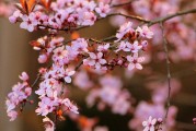 夢(mèng)中的開(kāi)花樹(shù)，生命的啟示與美好，夢(mèng)中的開(kāi)花樹(shù)，生命的啟示與美好