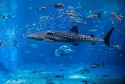 夢中魚海，寓意何在？，夢中魚海，寓意之謎