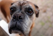 如何查詢注冊(cè)犬舍，CKU注冊(cè)犬舍查詢?nèi)ヂ裕珻KU注冊(cè)犬舍查詢指南，全面攻略解析