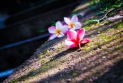 夢(mèng)中的神秘之旅——大白蛇的啟示，夢(mèng)中的神秘之旅，大白蛇的啟示