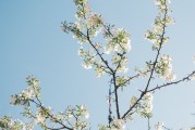 夢中的樹斷了——探索內(nèi)心深處的隱喻，夢中的樹斷了，內(nèi)心深處的隱喻探索