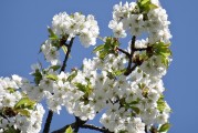 櫻花插件網(wǎng)站，邂逅春日浪漫，暢游花海中的數(shù)字世界