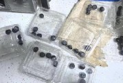 315在行動|賽博鬼秤？直播間買8盒藍莓每盒才5顆 別讓網(wǎng)購“攔”住份量“沒”了良心