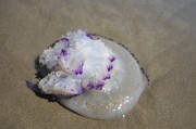 夢(mèng)游深海，我變成了魚，夢(mèng)游深海，我變成了一條魚