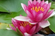 懷孕期間夢(mèng)到花蛇的寓意與解讀，懷孕期間夢(mèng)到花蛇的寓意與解析