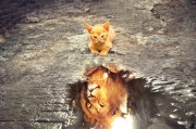 鷹舞夢間——一場與老鷹的奇幻之旅，鷹舞夢間，奇幻之旅與老鷹的邂逅