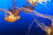 夢中的玉米盛宴，夢中的玉米盛宴的奇妙之旅