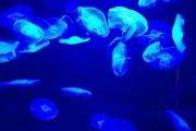夢(mèng)到彩色的魚，一場神秘而多彩的夢(mèng)境之旅