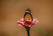 夢(mèng)中遇見兔子——征兆解析與深度探討，夢(mèng)中遇見兔子的征兆解析與深度探討