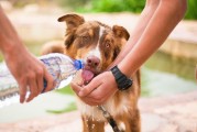 如何輕松注冊犬舍，一站式指南，輕松開啟犬舍之旅，一站式注冊指南