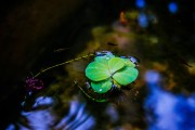 夢境中的火光——一次驚心動魄的夢，夢境中的火光，一次驚心動魄的夢