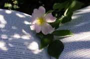 因買(mǎi)賣(mài)合同糾紛，高青縣永軍花卉園起訴隆華新材等