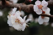 夢中樹開花，寓意何在？，夢中樹開花的寓意解讀