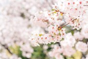 竹影搖曳，夢(mèng)中的綠色交響，竹影搖曳下的綠色交響夢(mèng)