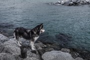 哈士奇作為一種忠誠、活潑的犬種，深受人們喜愛。作為一款專門為哈士奇設(shè)計(jì)的網(wǎng)站插件，它不僅能夠幫助用戶更方便地管理和查看哈士奇的相關(guān)信息，還能提高用戶體驗(yàn)。，哈士奇插件，讓您的養(yǎng)寵生活更便捷