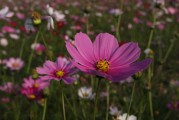 夢(mèng)中桃花開，絢爛如畫，夢(mèng)中桃花絢爛如畫