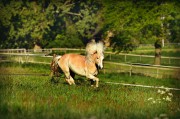 荒野之息馬匹注冊全攻略，解鎖馬匹自由馳騁的秘密，荒野之息馬匹注冊全解密，駕馭自由馳騁的駿馬之道