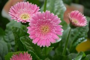 夢(mèng)中畫(huà)花，綻放心靈的藝術(shù)之旅