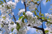 在櫻花盛開(kāi)的季節(jié)，體驗(yàn)櫻花插件網(wǎng)站的魅力，櫻花插件的魅力，櫻花盛開(kāi)時(shí)的體驗(yàn)