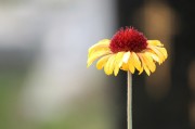 探尋自由的綠色花朵——免費(fèi)的小花仙游戲介紹，小花仙，追尋自由綠色花朵的游戲介紹