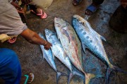 夢中尋魚，一次難忘的捕魚經(jīng)歷，夢中尋魚，一次難忘的捕魚探險(xiǎn)經(jīng)歷