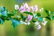夢(mèng)中桐樹(shù)花開(kāi)，寓意何在？