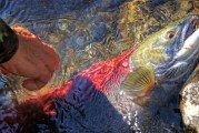 夢(mèng)中魚影——釣魚魚跑的遐想，夢(mèng)中魚影，釣魚與逃脫的遐想