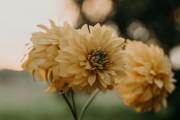 連續(xù)夢(mèng)到去世的親人，心靈的對(duì)話與情感的追尋