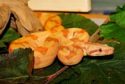夢到屋里有蛇，解讀與解析