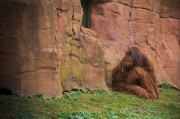 我的動物園的游戲免費，動物園游戲，享受寓教于樂的動物世界