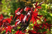 紅衣之夢，一場色彩斑斕的夢境探索，紅衣之夢，色彩斑斕的夢境探索