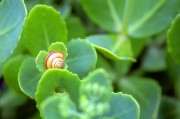 周公解夢之夢到金魚，周公解夢，夢到金魚的含義