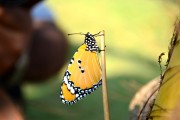 懷孕期間夢(mèng)見(jiàn)蛇的寓意與解析，懷孕期間夢(mèng)見(jiàn)蛇的寓意與解析