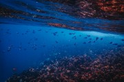 鯊魚(yú)游戲免費(fèi)下載，帶你暢游海洋的冒險(xiǎn)之旅，鯊魚(yú)游戲，探索海洋深處的冒險(xiǎn)世界！免費(fèi)下載！