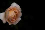 夢(mèng)到拜觀音，心靈深處的祈愿與感悟，夢(mèng)拜觀音，心靈深處的祈愿與感悟