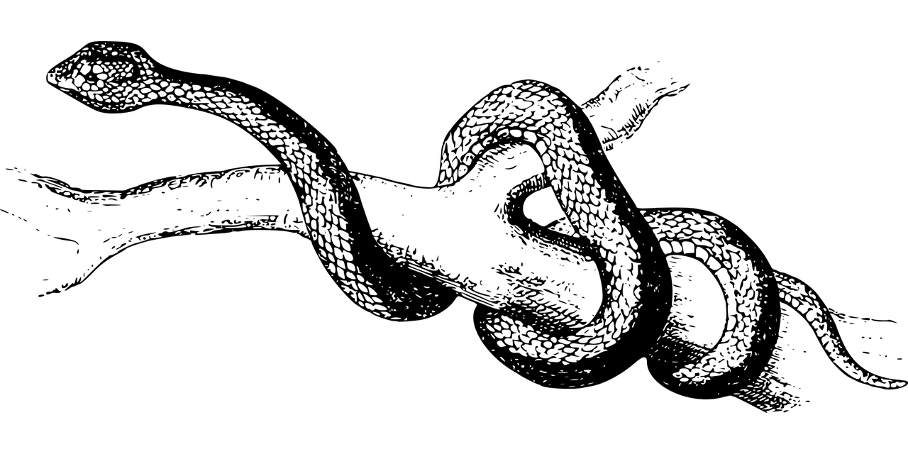 夢魘之蛇，蛇咬手之謎，夢魘之蛇，蛇咬手之謎的解析